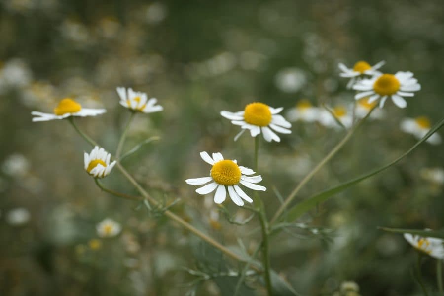 Chamomile