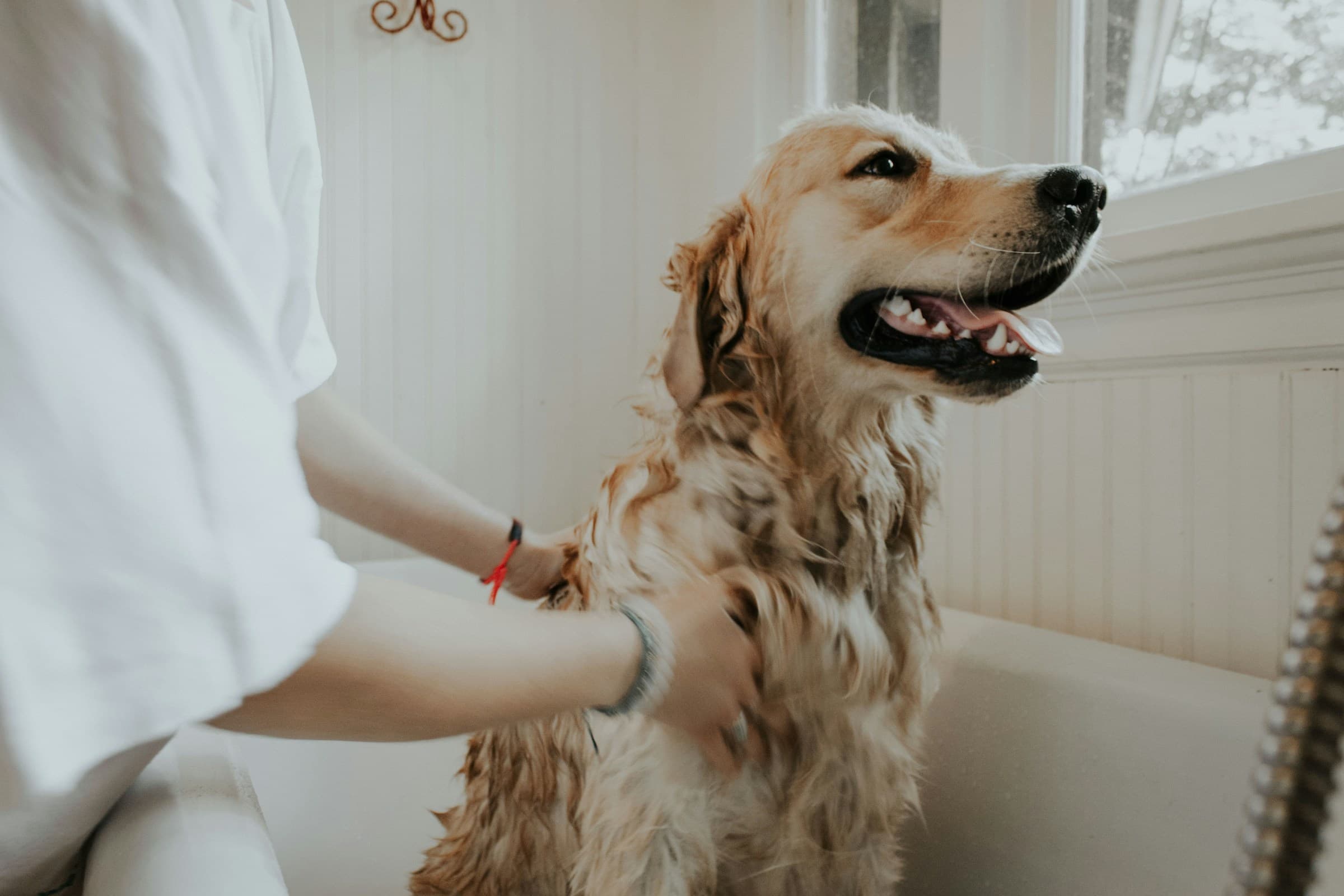 Golden retriever being gently bathed by a window, candid and relaxed